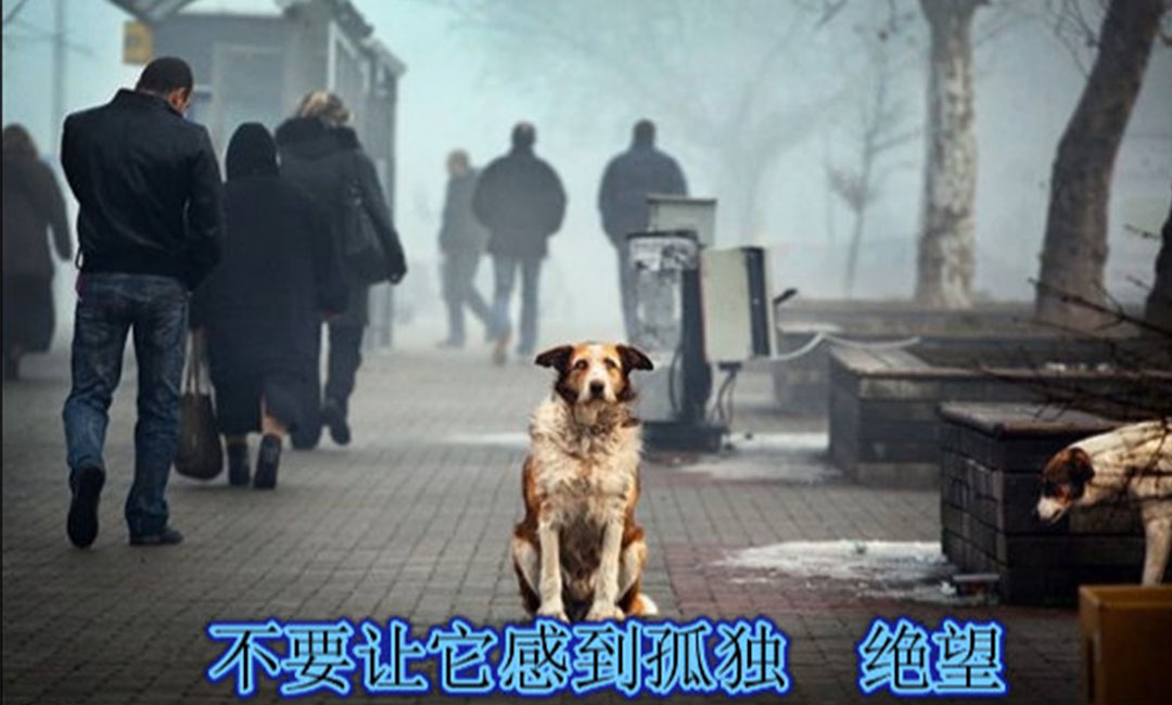 和田和田爱影圈微博微信转发案例